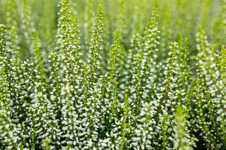 Calluna vulgaris 'Elisa' - P10.5 - image 3