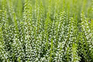 Calluna vulgaris 'Elisa' - P10.5 - image 3