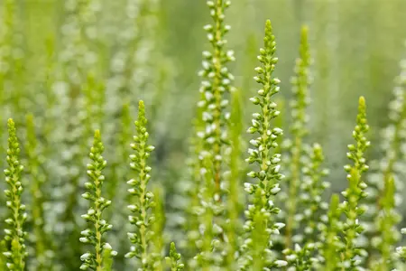 Calluna vulgaris 'Elisa' - P10.5 - image 4