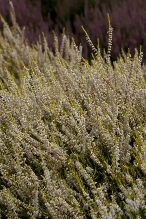 Calluna vulgaris 'Gold Haze' - P9 - image 1