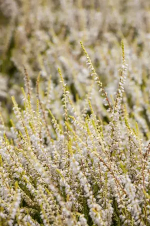 Calluna vulgaris 'Gold Haze' - P9 - image 3