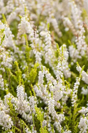 Calluna vulgaris 'Gold Haze' - P9 - image 5