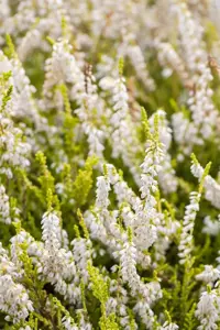 Calluna vulgaris 'Gold Haze' - P9 - image 5