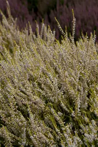 Calluna vulgaris 'Gold Haze' - 1.5 Ltr pot - image 5