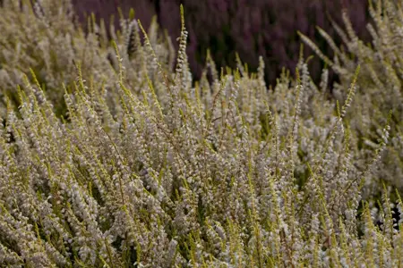 Calluna vulgaris 'Gold Haze' - P9 - image 2