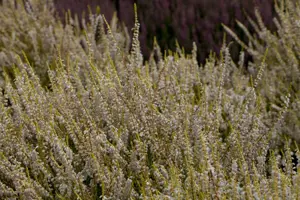 Calluna vulgaris 'Gold Haze' - P9 - image 2