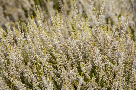 Calluna vulgaris 'Gold Haze' - P9 - image 4