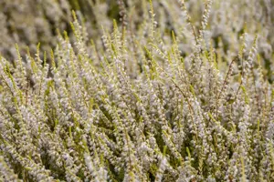 Calluna vulgaris 'Gold Haze' - P9 - image 4