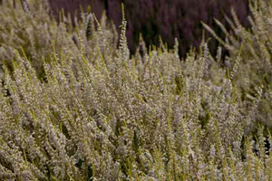 Calluna vulgaris 'Gold Haze' - 1.5 Ltr pot - image 2