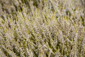 Calluna vulgaris 'Gold Haze' - 1.5 Ltr pot - image 4