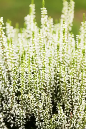 Calluna vulgaris 'Helena' - P10.5 - image 3