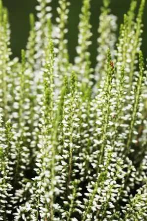 Calluna vulgaris 'Helena' - P10.5 - image 4