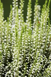 Calluna vulgaris 'Helena' - P10.5 - image 4