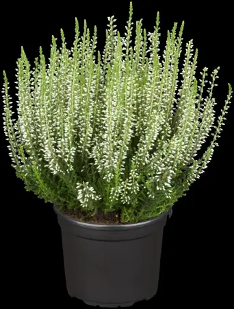Calluna vulgaris 'Helena' - P10.5 - image 2