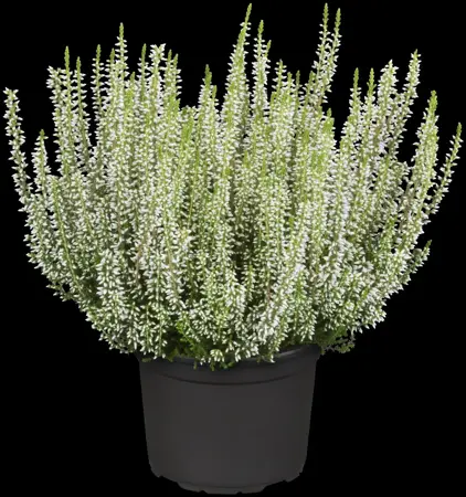 Calluna vulgaris 'Helena' - P10.5 - image 1