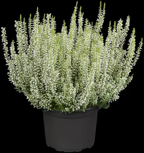 Calluna vulgaris 'Helena'