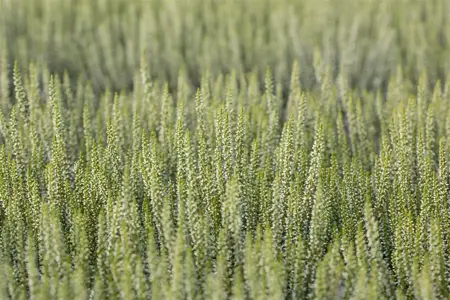 Calluna vulgaris 'Helena' - P10.5 - image 5