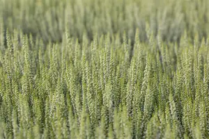 Calluna vulgaris 'Helena' - P10.5 - image 5