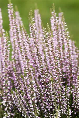 Calluna vulgaris 'Hilda' - P10.5 - image 3