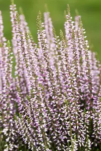 Calluna vulgaris 'Hilda' - P10.5 - image 3