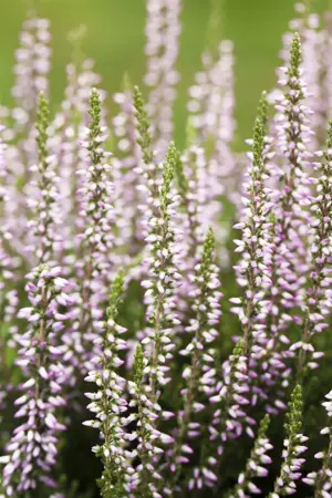Calluna vulgaris 'Hilda' - P10.5 - image 4