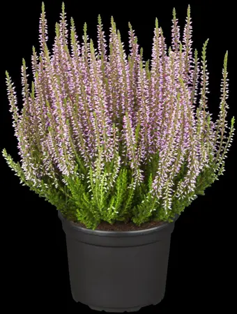 Calluna vulgaris 'Hilda' - P10.5 - image 1