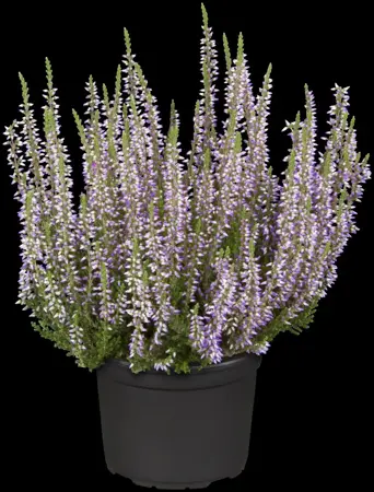 Calluna vulgaris 'Hilda' - P10.5 - image 2