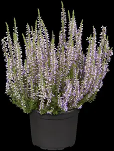 Calluna vulgaris 'Hilda' - P10.5 - image 2