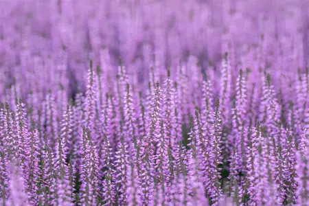 Calluna vulgaris 'Hilda' - P10.5 - image 5