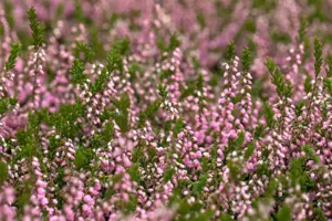 Calluna vulgaris 'J.H. Hamilton'