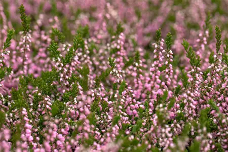Calluna vulgaris 'J.H. Hamilton' - 1.5 Ltr pot