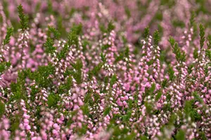 Calluna vulgaris 'J.H. Hamilton' - 1.5 Ltr pot