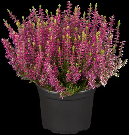 Calluna vulgaris 'Katja' - P10.5 - image 1