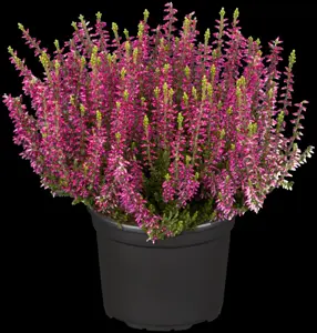 Calluna vulgaris 'Katja'