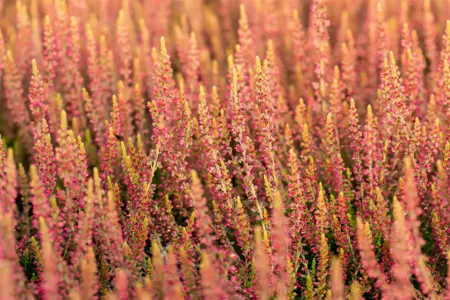 Calluna vulgaris 'Katja' - P10.5 - image 3