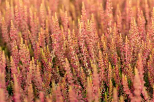 Calluna vulgaris 'Katja' - P10.5 - image 3