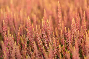 Calluna vulgaris 'Katja' - P10.5 - image 4