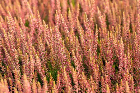 Calluna vulgaris 'Katja' - P10.5 - image 5