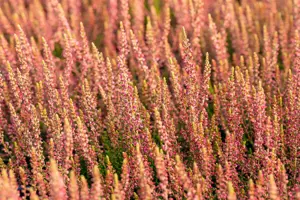 Calluna vulgaris 'Katja' - P10.5 - image 5