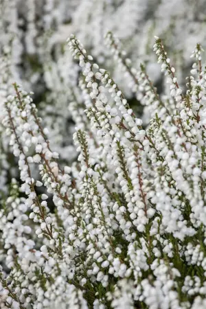 Calluna vulgaris 'Kinlochruel' - P9 - image 3