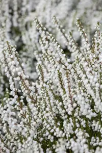 Calluna vulgaris 'Kinlochruel' - P9 - image 3