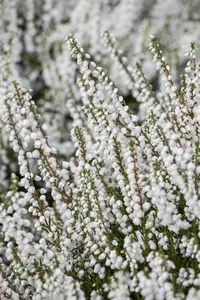 Calluna vulgaris 'Kinlochruel' - 1.5 Ltr pot - image 3