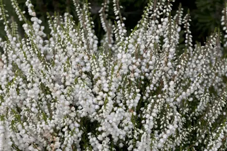 Calluna vulgaris 'Kinlochruel' - P9 - image 1
