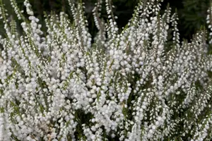 Calluna vulgaris 'Kinlochruel'