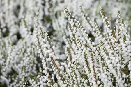 Calluna vulgaris 'Kinlochruel' - P9 - image 2