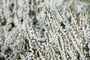 Calluna vulgaris 'Kinlochruel' - P9 - image 2
