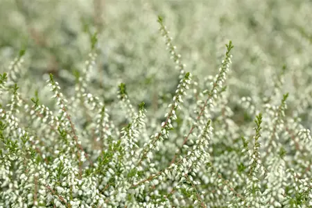 Calluna vulgaris 'Kinlochruel' - P9 - image 4