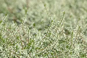 Calluna vulgaris 'Kinlochruel' - P9 - image 4