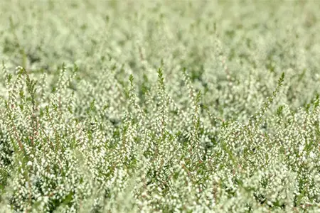 Calluna vulgaris 'Kinlochruel' - P9 - image 5