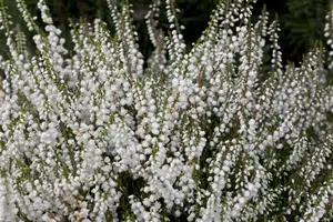 Calluna vulgaris 'Kinlochruel' - 1.5 Ltr pot - image 5